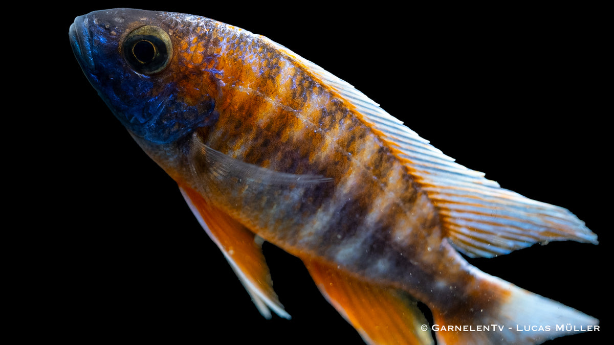 Aulonocara jacobfreibergii in einem Malawi Aquarium