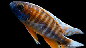 Aulonocara jacobfreibergii in einem Malawi Aquarium