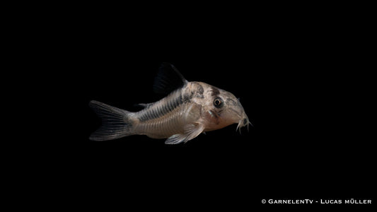 Axelrods Panzerwels - CW 169 - Corydoras sp.