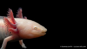 Axolotl Albino - Ambystoma mexicanum - Weiße Lurch im Aquarium halten und züchten nah Aufnahme