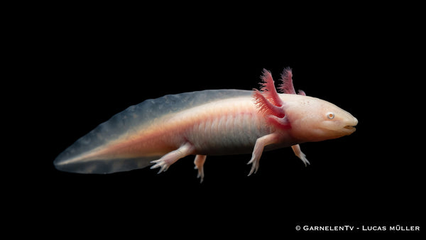 Axolotl Albino - Ambystoma mexicanum - Weiße Lurch im Aquarium halten und züchten