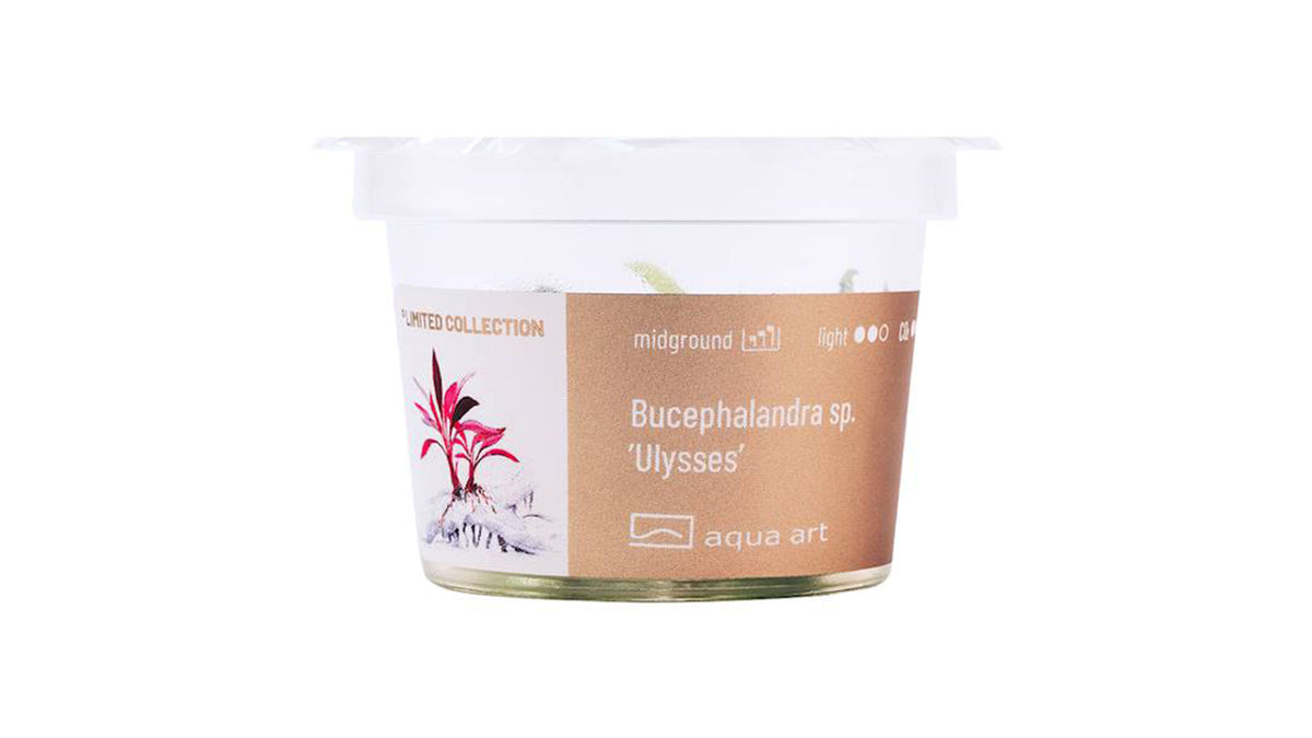 BUCEPHALANDRA SP. 'ULYSSES' - InVitro im Becher