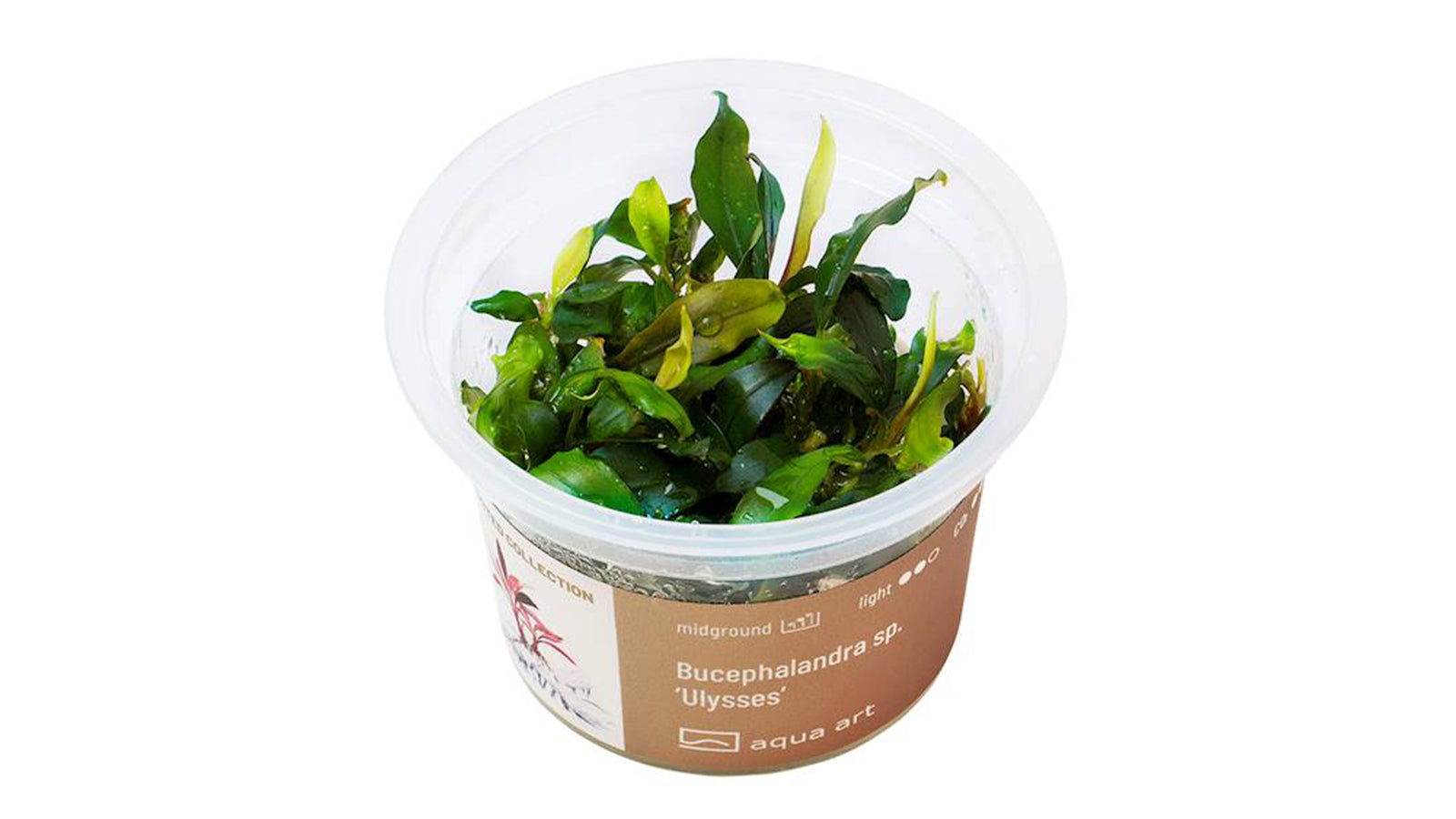 BUCEPHALANDRA SP. 'ULYSSES' - InVitro