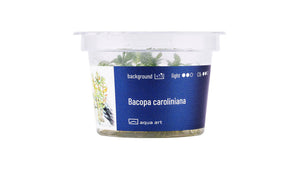 Bacopa caroliniana - InVitro
