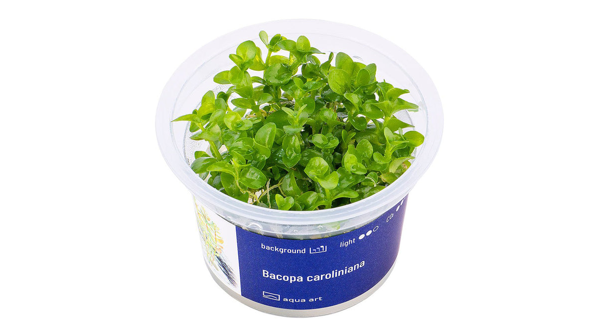 Bacopa caroliniana - InVitro
