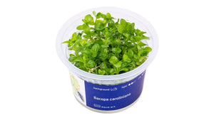 Bacopa caroliniana - InVitro