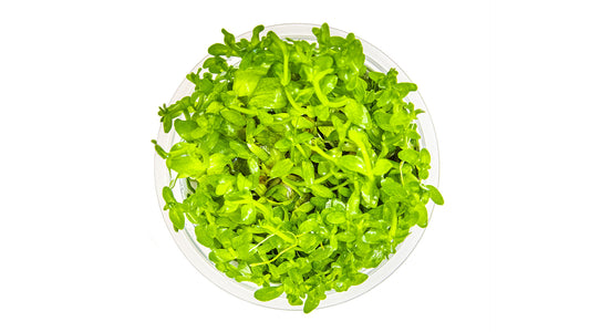 Bacopa caroliniana - Großes Fettblatt von Oben
