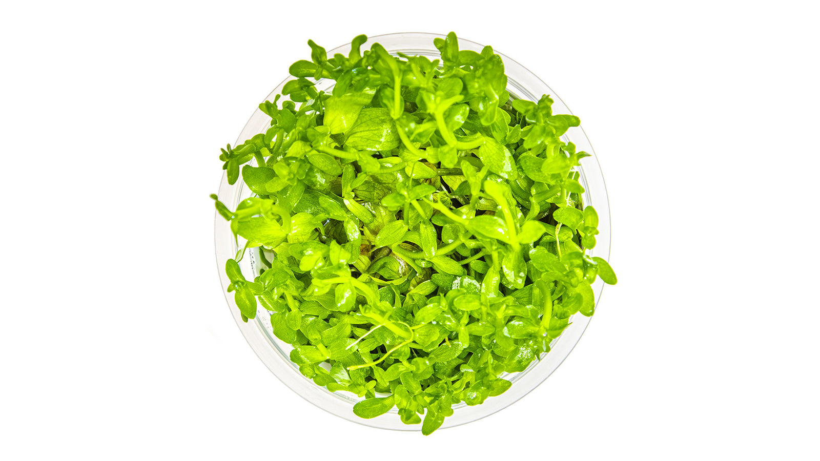 Bacopa caroliniana - Großes Fettblatt