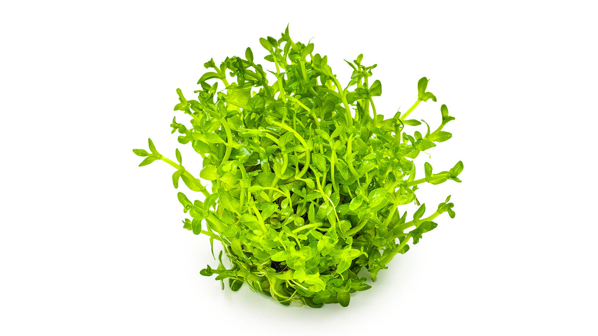 Bacopa caroliniana - Großes Fettblatt ohne Topf