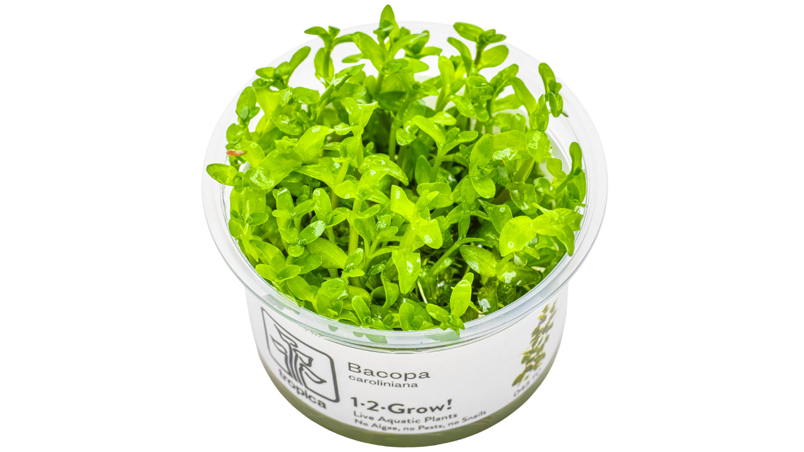 Bacopa caroliniana - Großes Fettblatt