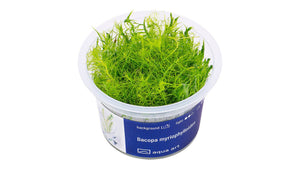 Bacopa myriophylloides - InVitro