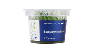 Bacopa myriophylloides - InVitro