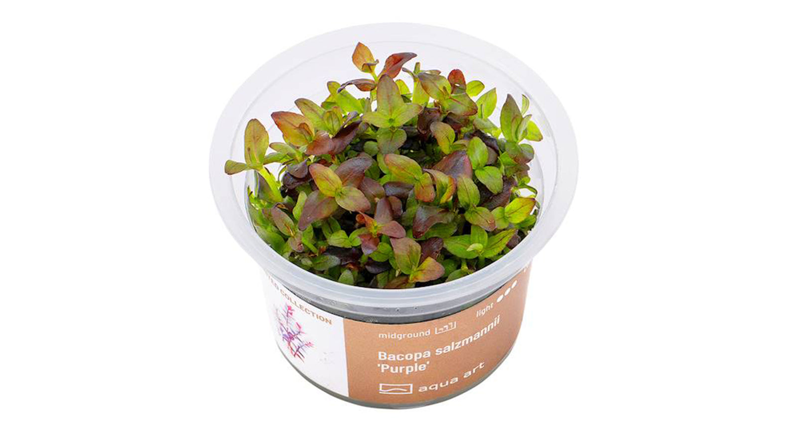 Bacopa salzmannii 'Purple' Pflanze mit lila-rot gefärbten Blättern
