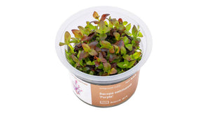 Bacopa salzmannii 'Purple' Pflanze mit lila-rot gefärbten Blättern