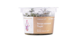 Bacopa salzmannii 'Purple' Aquarium Pflanze mit kräftigem Wachstum