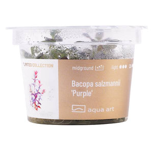 Bacopa salzmannii 'Purple' Aquarium Pflanze mit kräftigem Wachstum