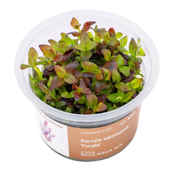 Bacopa salzmannii 'Purple' Pflanze mit lila-rot gefärbten Blättern