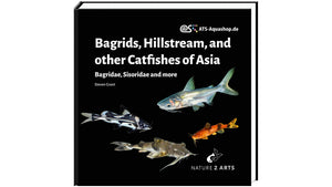 Bagrids Hillstream Catfishes Asia Buch Welse asiatische Welsarten Dähne Verlag