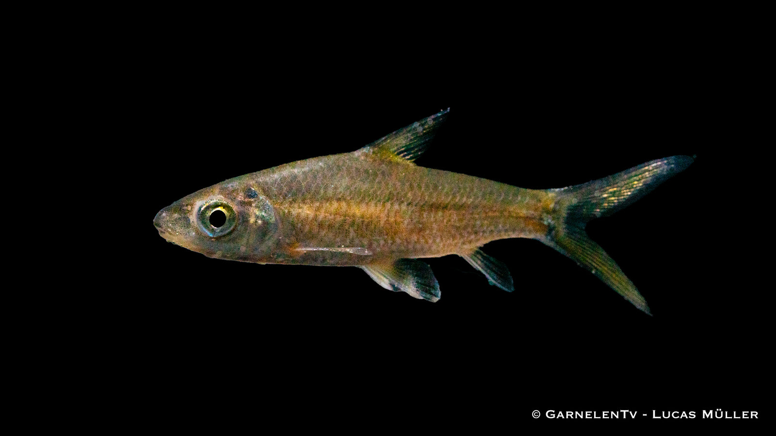 Haibarbe im Aquarium