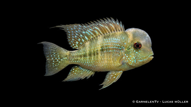 Ballonkopf Erdfresser Gymnogeophagus balzanii mit auffälliger Kopfform und natürlicher Zeichnung im Aquarium