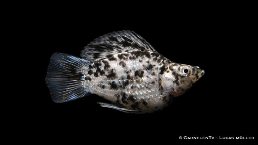 Ballonmolly "mix" - Poecilia latipinna dalmatiner