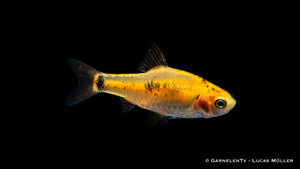Barbodes semifasciolatus - Friedlicher Aquarienfisch