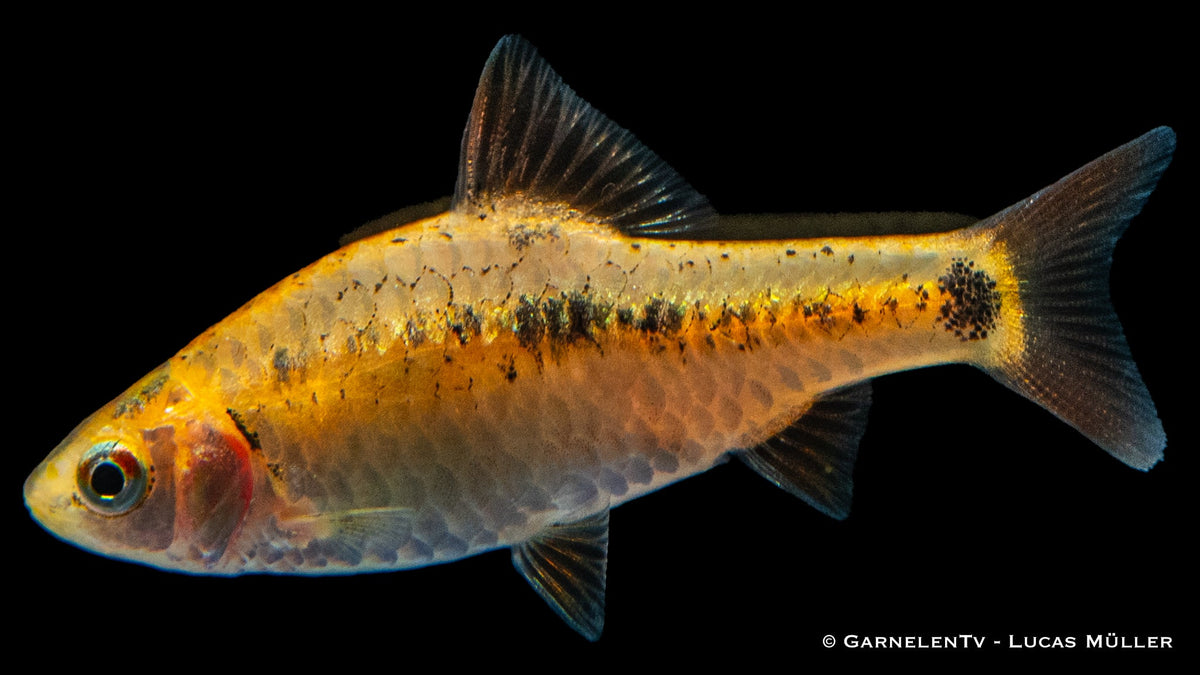 Barbodes semifasciolatus (DNZ) - Zierfisch