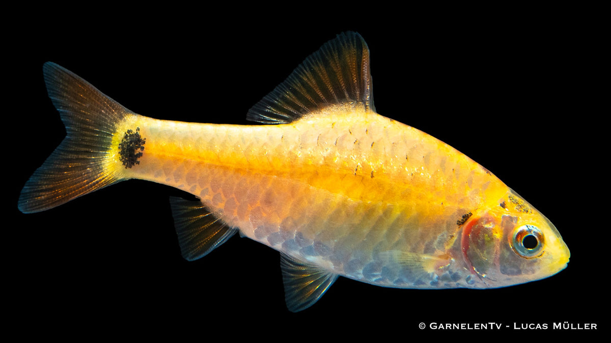 Barbodes semifasciolatus Schwarmfisch
