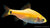 Brokatbarbe XL - Barbodes semifasciolatus im Aquarium
