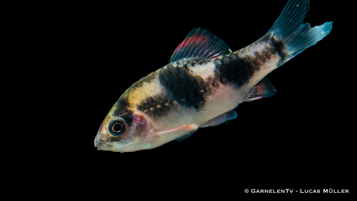 Barbus fasciatus in einem bepflanzten Aquarienbecken