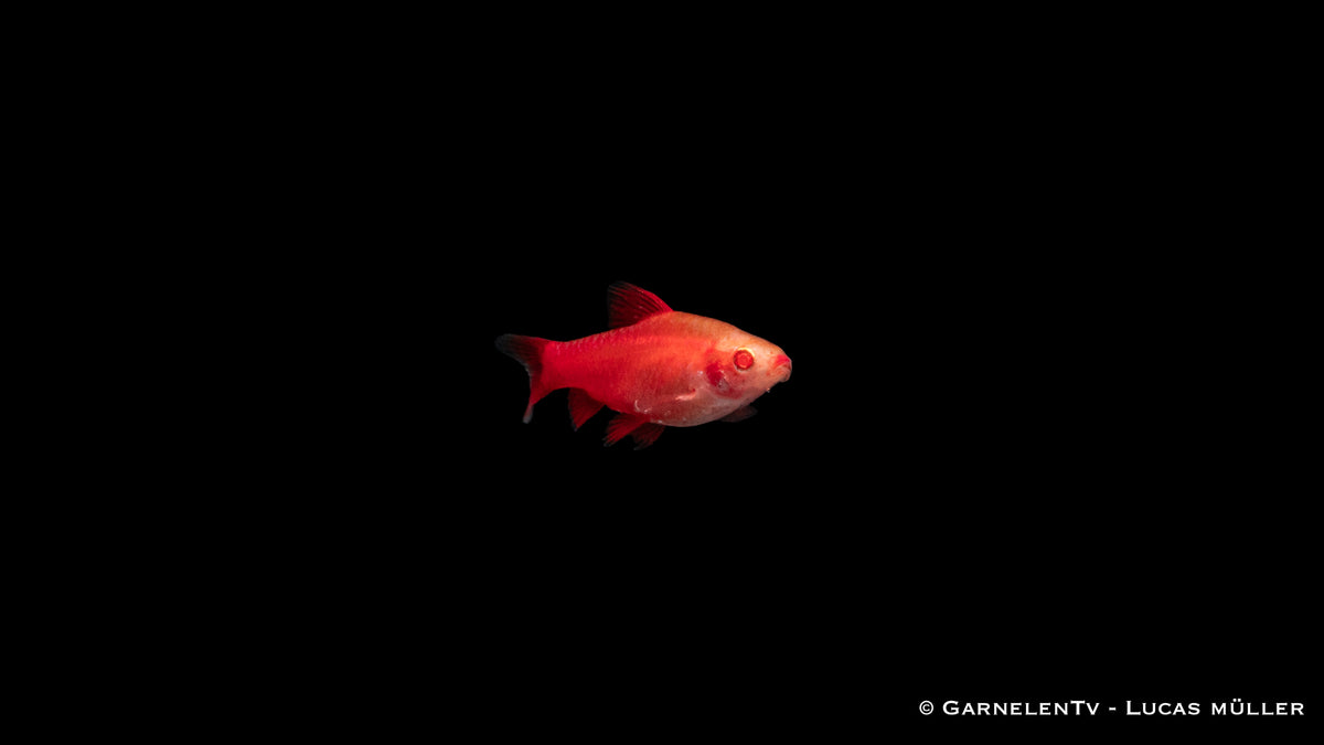 Barbus titteya &quot;Albino Fire Red&quot; in planted freshwater tank