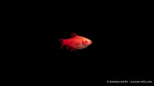 Barbus titteya "Albino Fire Red" in planted freshwater tank