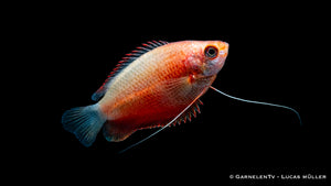 Beautiful Dicklippiger Fadenfisch Rot displaying fins and tail
