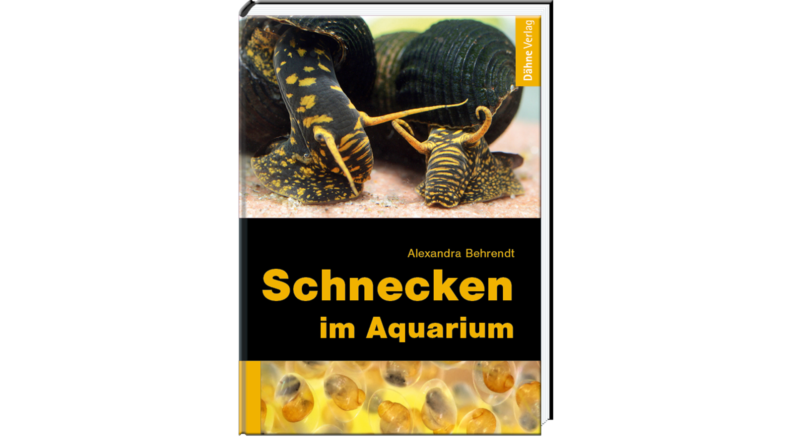 Schnecken im Aquarium – Ultimatives Handbuch zu Arten, Haltung und Pflege
