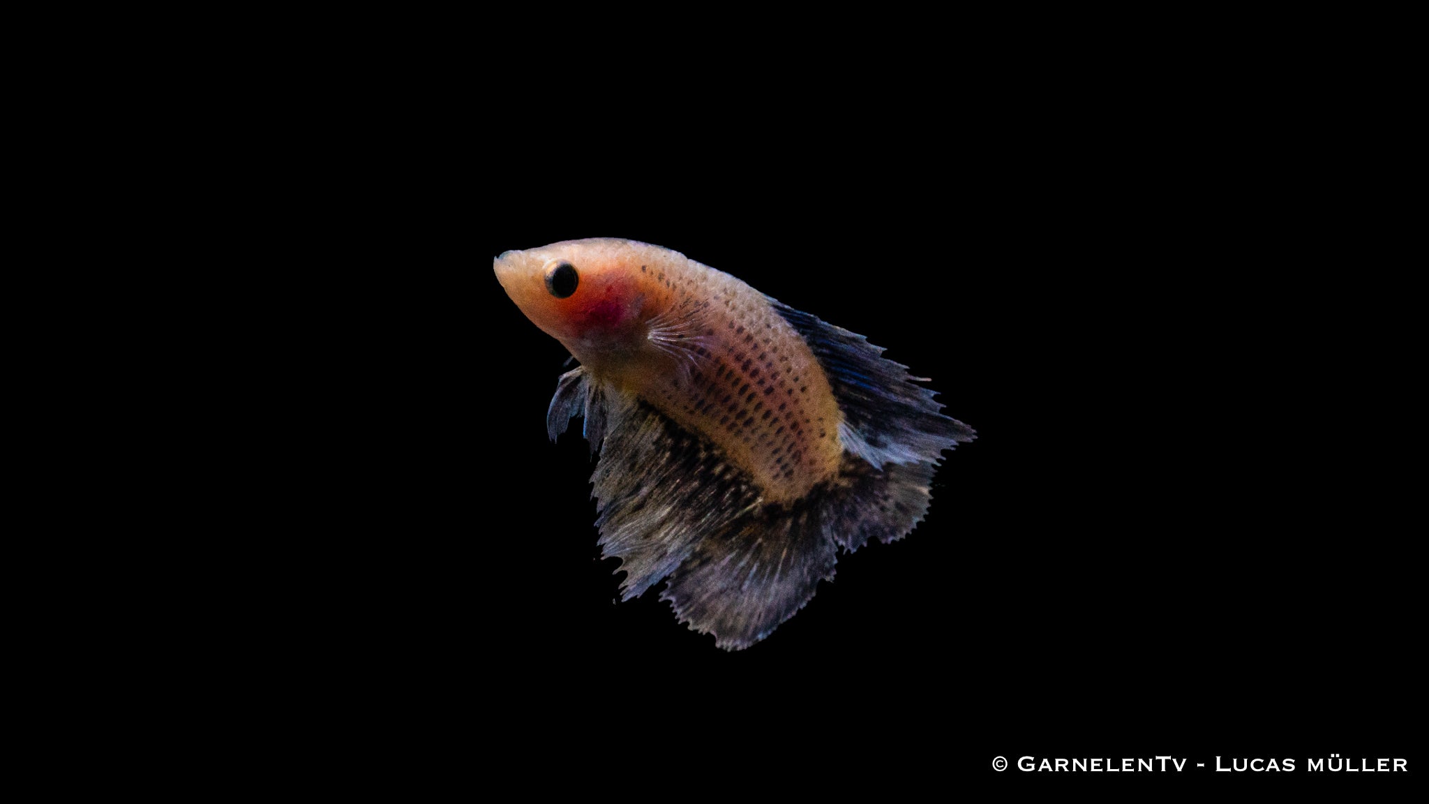 Kampffisch Weiblich Gabelschwanz - Betta splendens