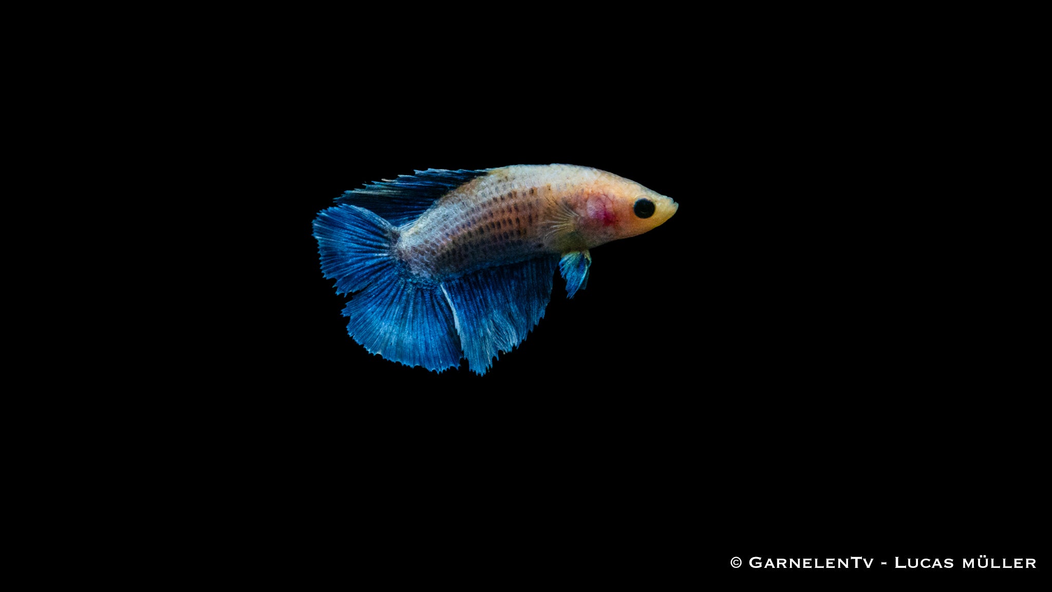 Kampffisch Weiblich Gabelschwanz - Betta splendens