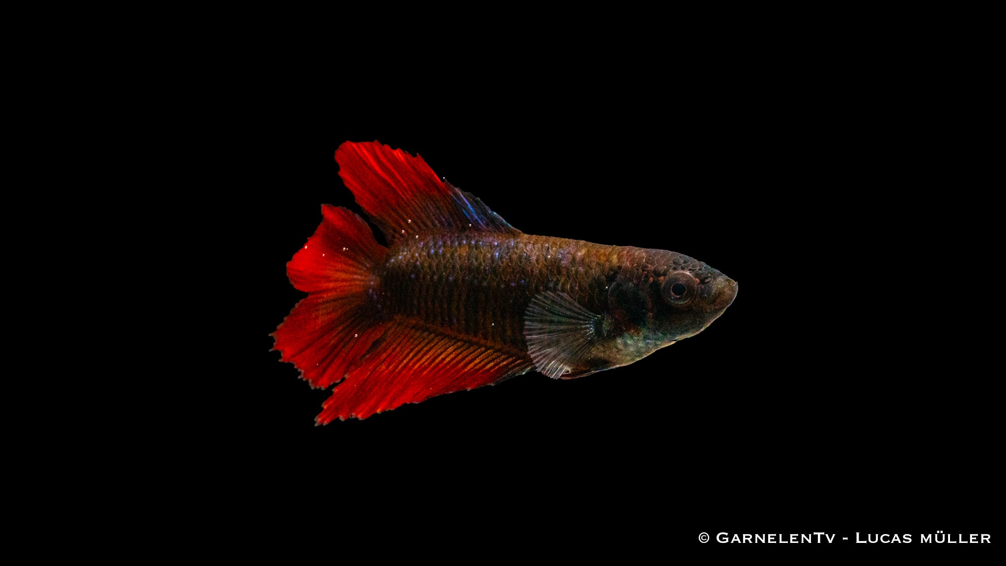 Kampffisch Weiblich Gabelschwanz - Betta splendens