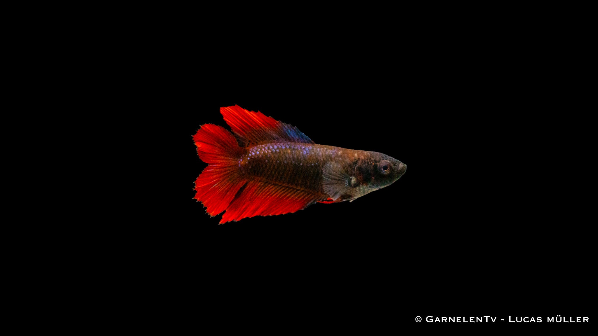 Kampffisch Weiblich Gabelschwanz - Betta splendens