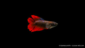 Gabelschwanz Betta splendens – schöner Fisch für dein Aquarium