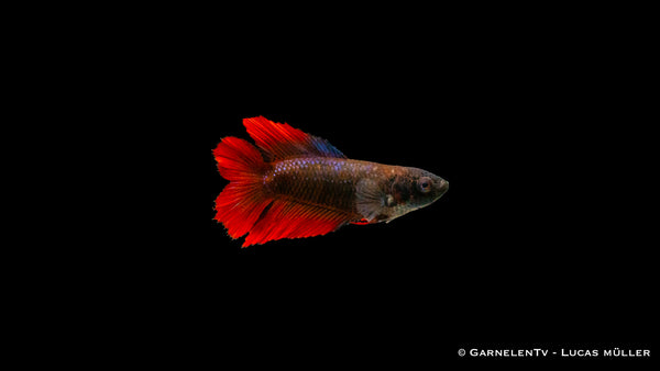 Kampffisch Weiblich Gabelschwanz - Betta splendens