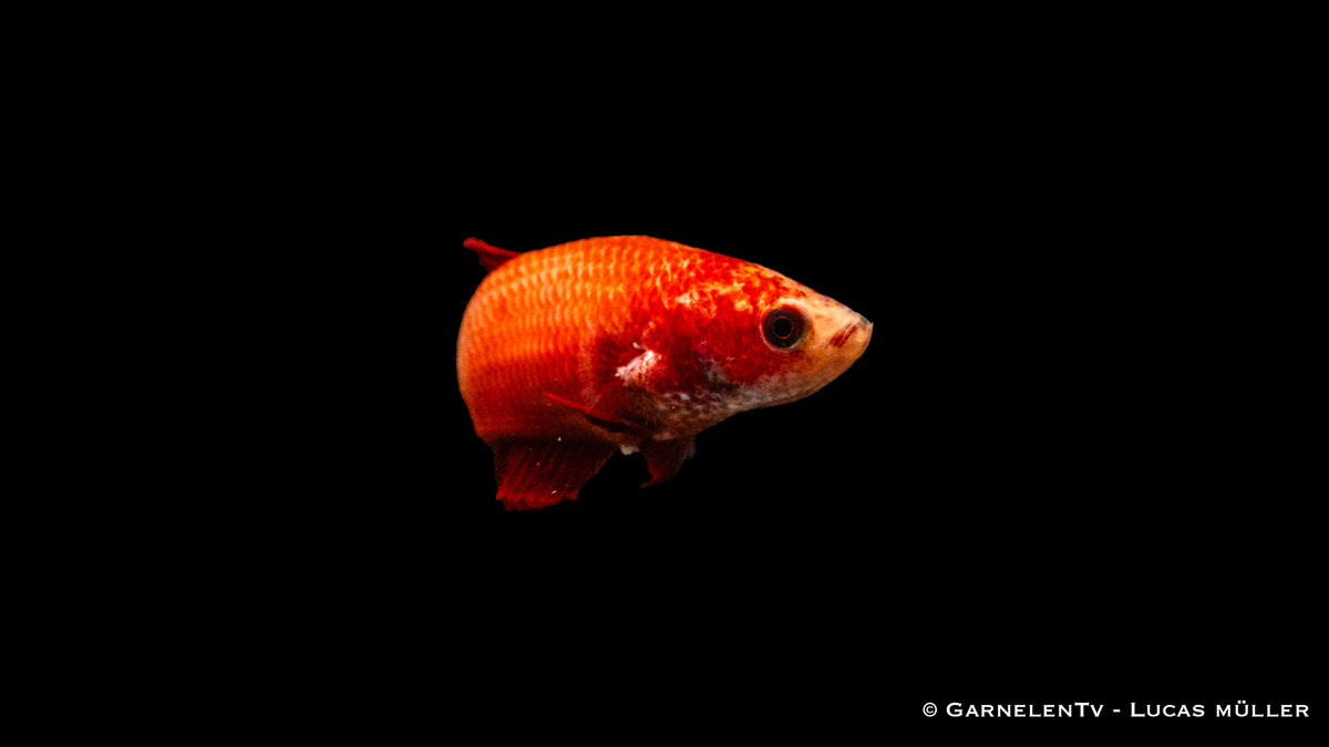 Kampffisch weiblich Plakat - Betta splendens