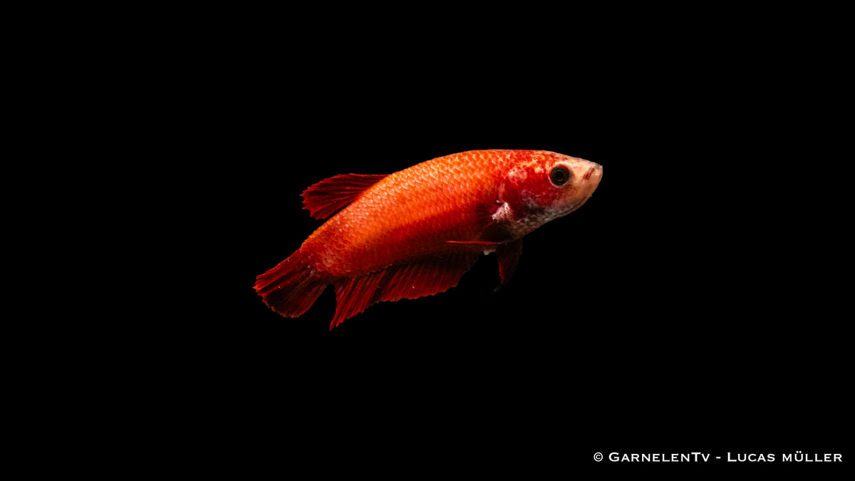 Kampffisch weiblich Plakat - Betta splendens