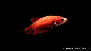Kampffisch weiblich Plakat - Betta splendens