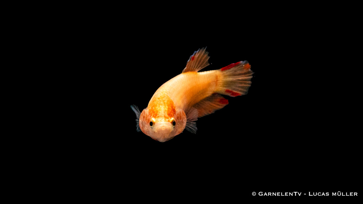 Kampffisch weiblich Plakat - Betta splendens