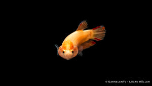 Kampffisch weiblich Plakat - Betta splendens