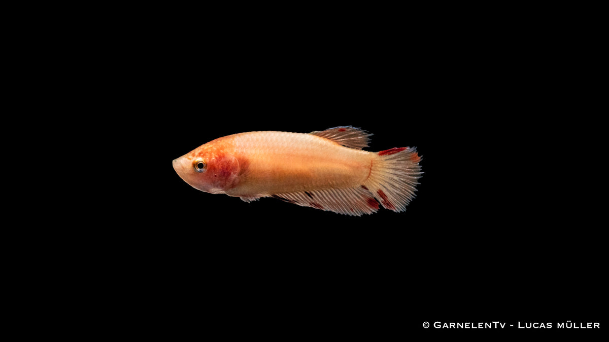 Kampffisch weiblich Plakat - Betta splendens
