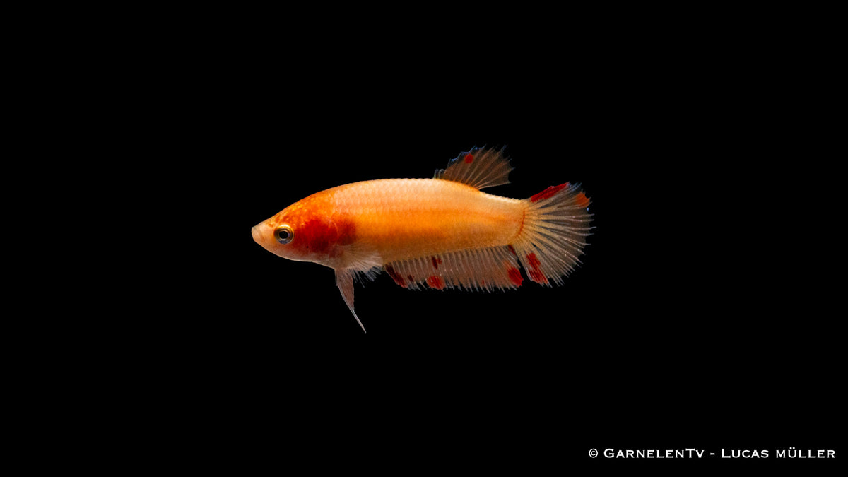 Kampffisch weiblich Plakat - Betta splendens
