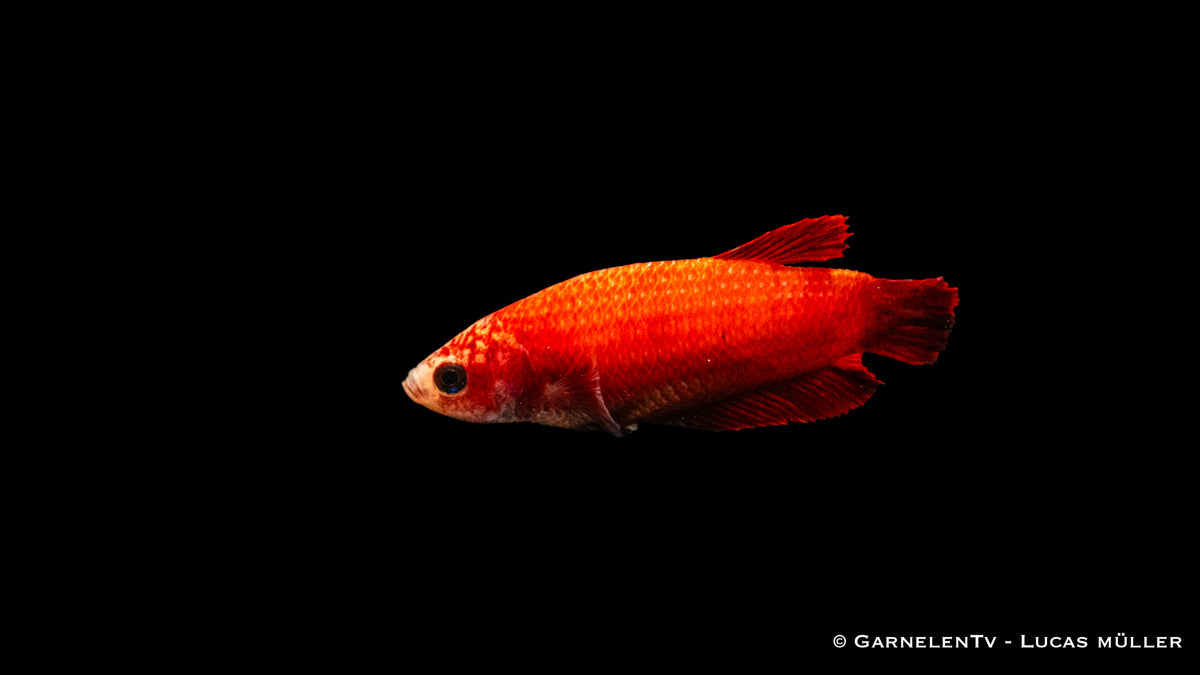 Kampffisch weiblich Plakat - Betta splendens