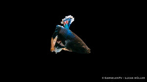 Männlicher Super-Delta Betta splendens im Aquarium