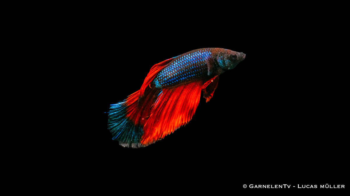 Territorialer Super-Delta Betta splendens Nahaufnahme